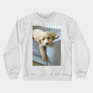 It's a Maltipoo Thing... Crewneck Sweatshirt